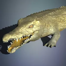 Crocodile