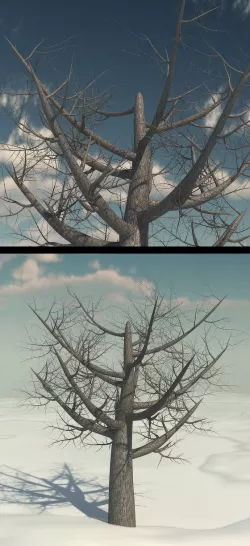 Dead Elm Tree
