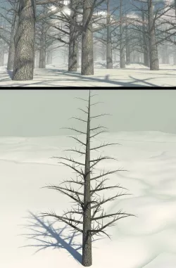 Dead Pine Tree