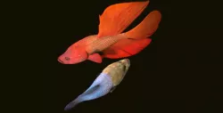 Fighting Fish