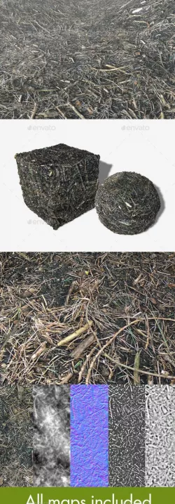 Forest Dirt Texture