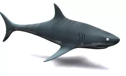 Low Poly Shark