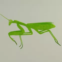 Mantis