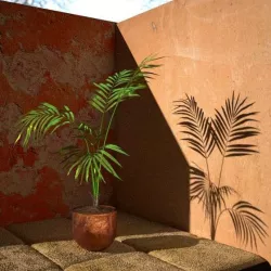 Palm Tree House Plant