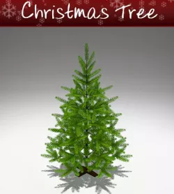 Pine Tree
