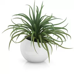 Plant in Sphere Pot