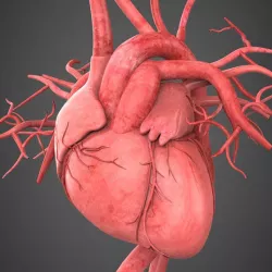 Realistic Human Heart