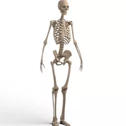 realistic skeleton