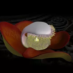 sal flower