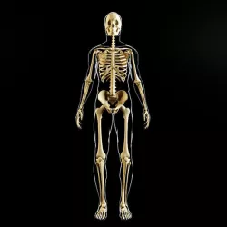Skeleton and human body