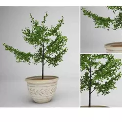 Tree 01