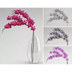 Vanda