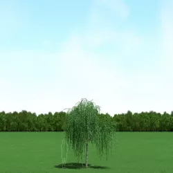 Willow (Salix) Tree 3d Model