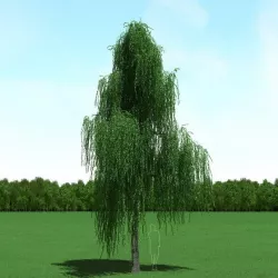 Willow (Salix) Tree 3d Model