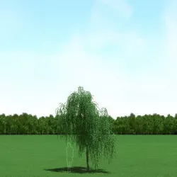Willow (Salix) Tree 3d Model