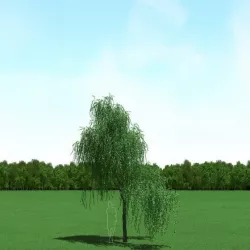 Willow (Salix) Tree 3d Model