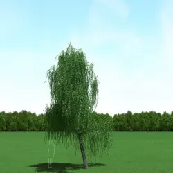 Willow (Salix) Tree 3d Model