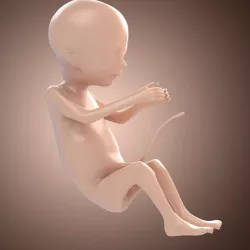 3D Fetus Model