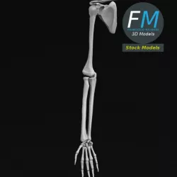 Anatomy - Hand and arm bones