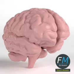 Anatomy - Human Brain