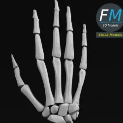 Anatomy - Human hand bones