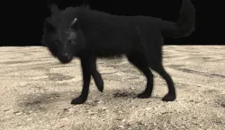 Black Wolf
