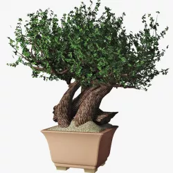 Bonsai