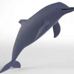 Dolphin