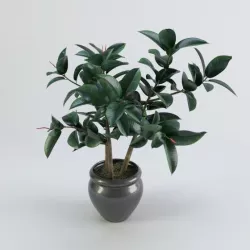 Ficus plant in a pot