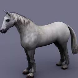 horse white