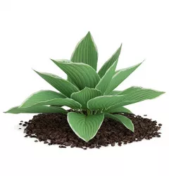 Hosta Plant (Hosta kiyosumiensis)