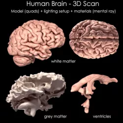 Human Brain 3D Scan Model