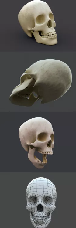 Human Skull