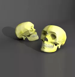 Human Skull Model