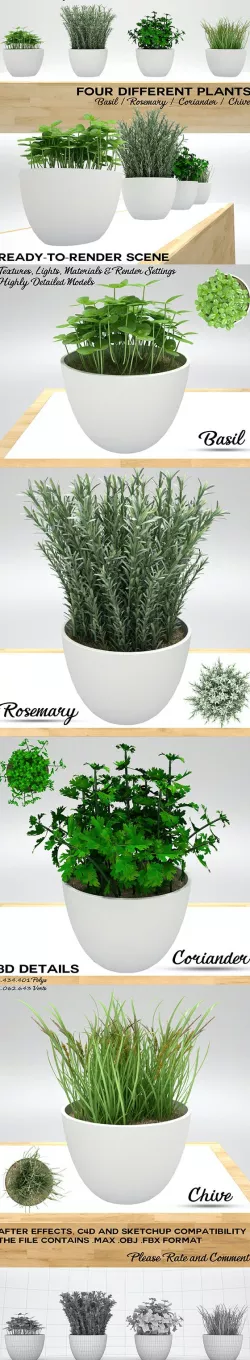 Kitchen Plants 3D