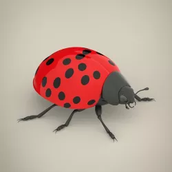 Ladybird