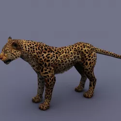 leopard
