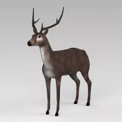 Low Poly Buck