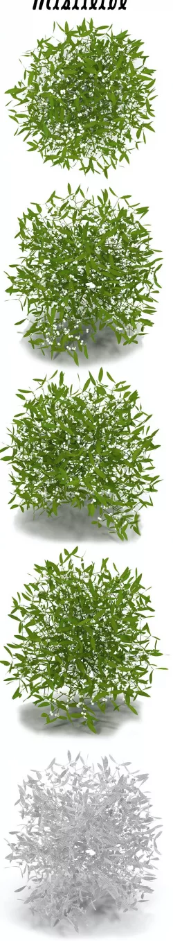Mistletoe