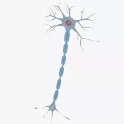 Neuron 01