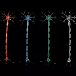 Neuron 02