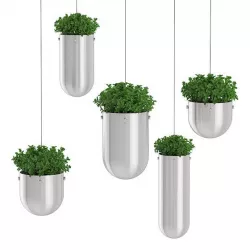 Plants in Metal Hanging Pots