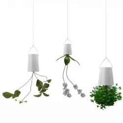 Plants in upside down hanging pots
