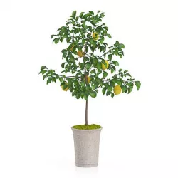 Potted Lemon Tree