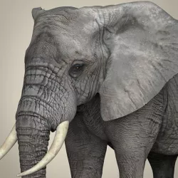 Realistic Asian Elephant