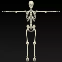 Realistic Human Skeleton
