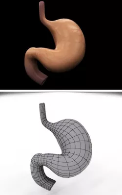 Realistic Human Stomach