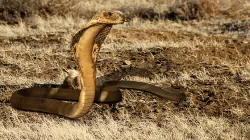 Realistic King Cobra Rig