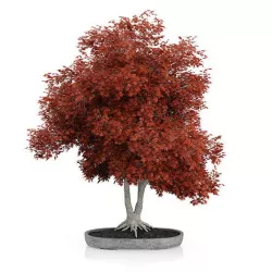 Red Bonsai Tree