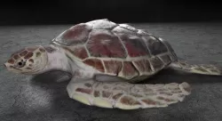 Sea Turtle